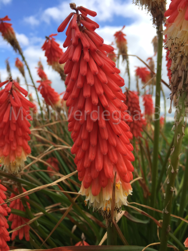 Kniphofia