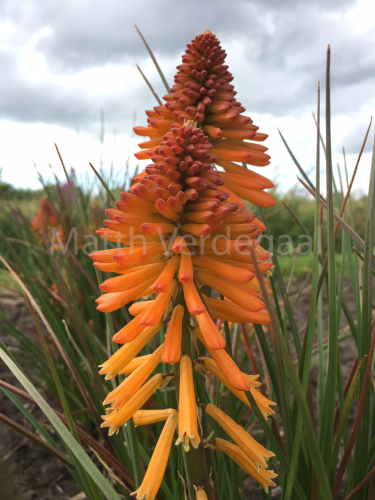 Kniphofia
