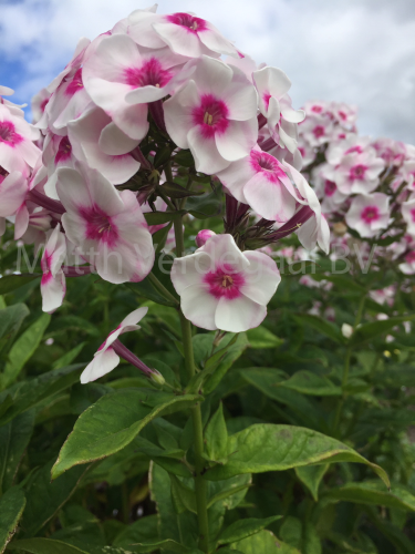 Phlox