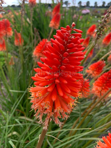 Kniphofia