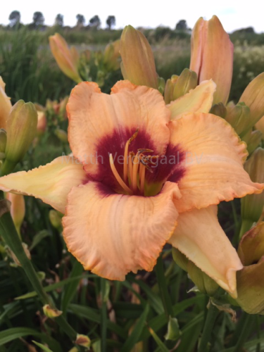 Hemerocallis Longsfields Nippon