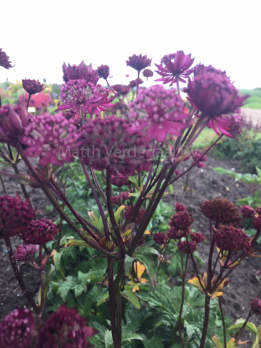 Astrantia Burgundy Manor