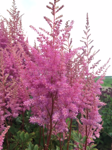 Astilbe Nemo