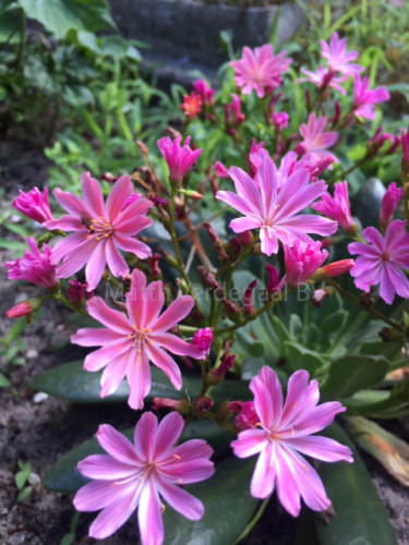 Lewisia