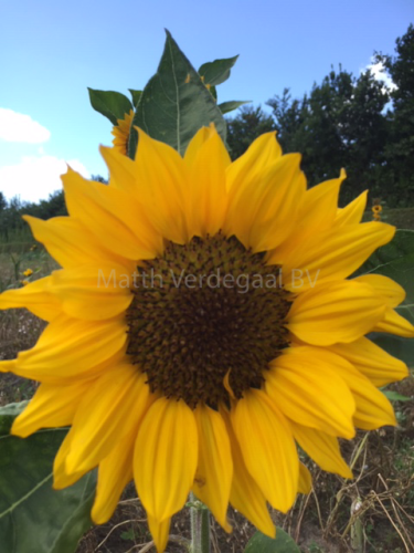 Helianthus (seeds)