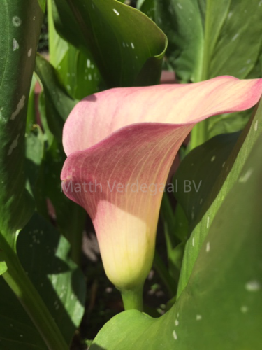 Calla