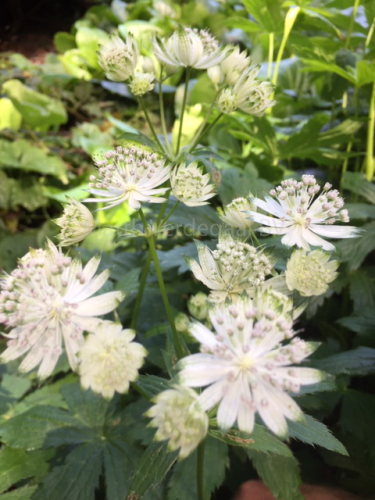 Astrantia White