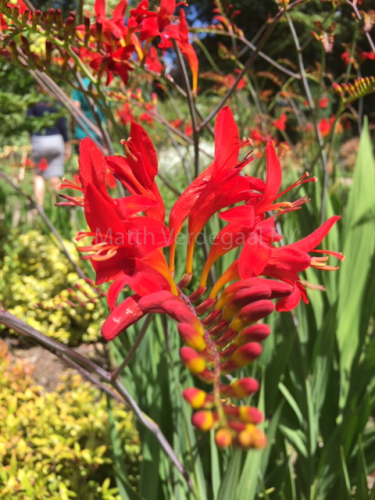 Crocosmia Red