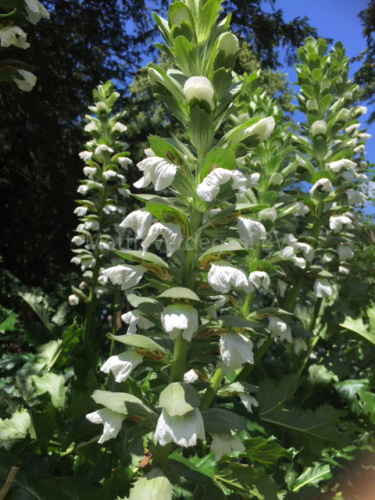 Acanthus White