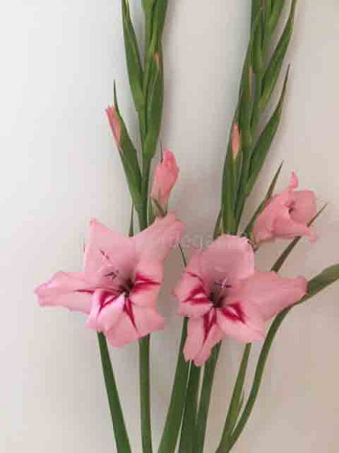 Gladiolus nanus