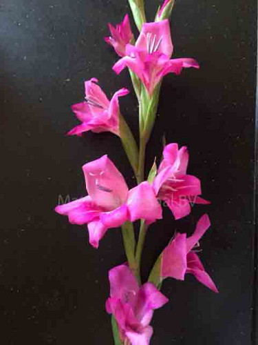 Gladiolus nanus