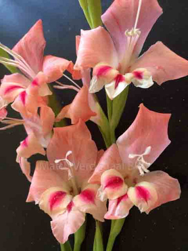 Gladiolus nanus Nathaly