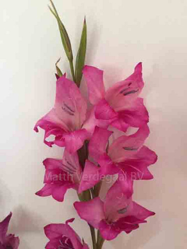Gladiolus nanus Charm