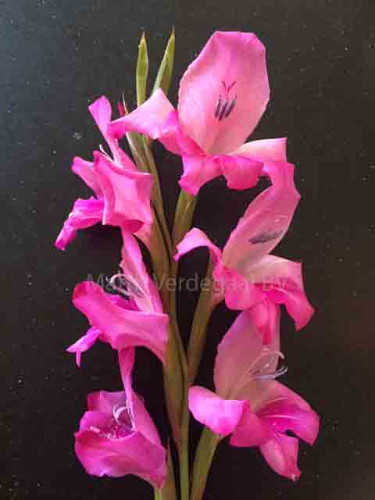 Gladiolus nanus Charm