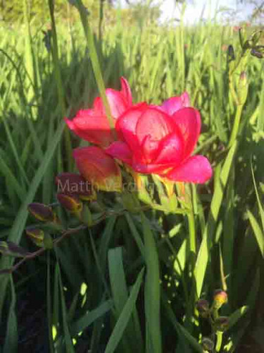 Freesia Red