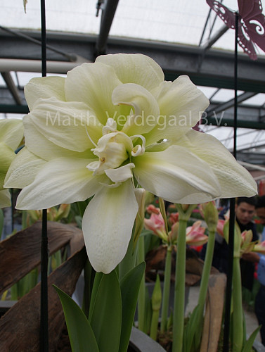 Amaryllis Marilyn