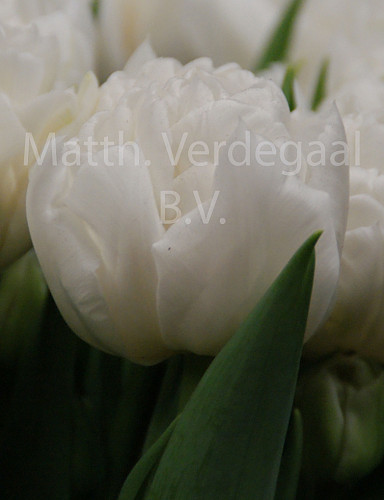 Tulipa Mondial
