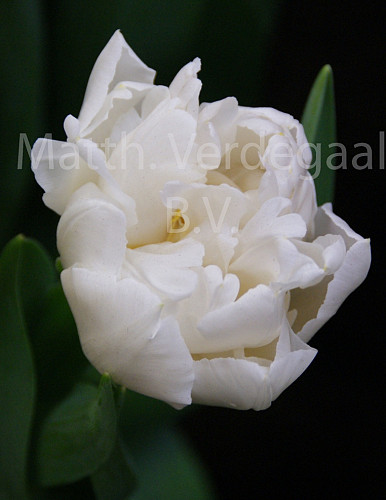 Tulipa Northcap