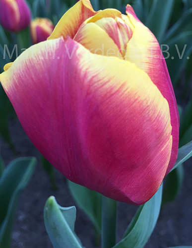 Tulipa Malmo