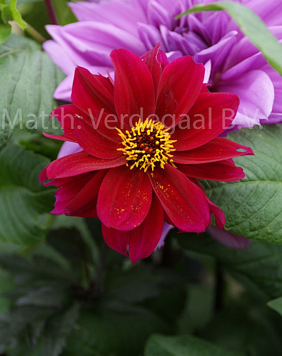 Dahlia Bishop of Canterbury