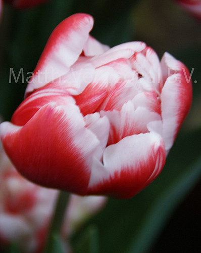 Tulipa Voice Mail