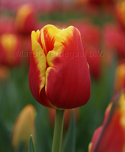Tulipa Denmark