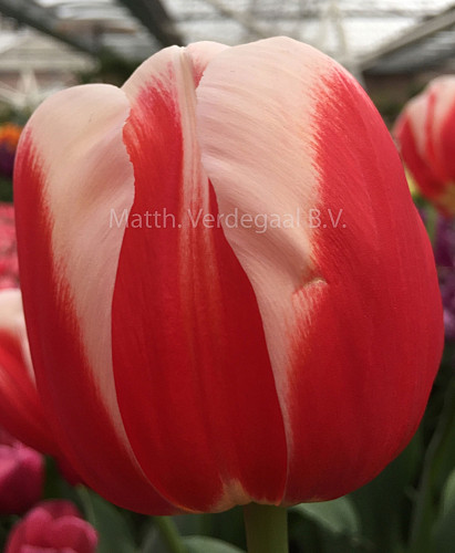 Tulipa Roman Empire