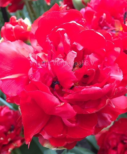 Tulipa Red Chato