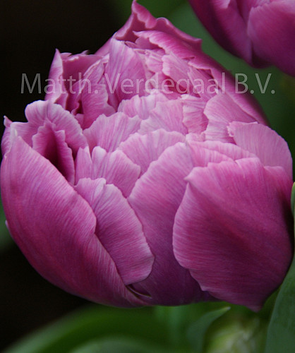 Tulipa Double Prince