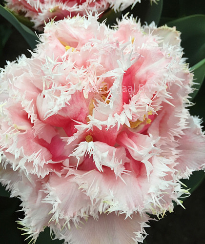 Tulipa Queensland