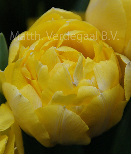 Tulipa Secret Perfume