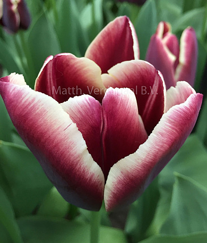 Tulipa Victoria\'s Secret