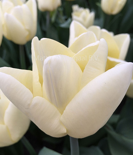 Tulipa Fun for Two