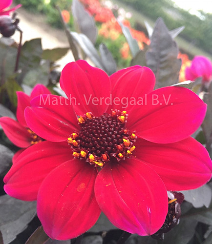 Dahlia Happy Days red