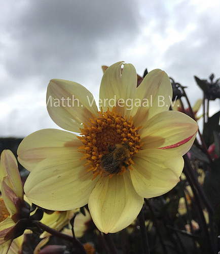 Dahlia Happy Days Lemon