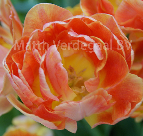 Tulipa Charming Beauty