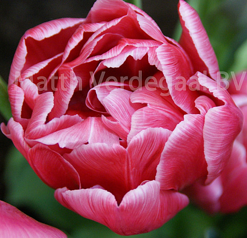 Tulipa Adore