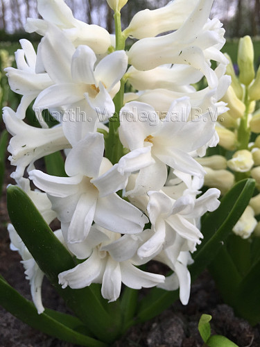 Hyacinthus Aiolis