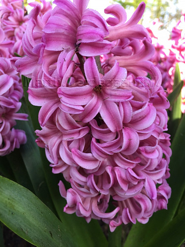 Hyacinthus Anna Liza