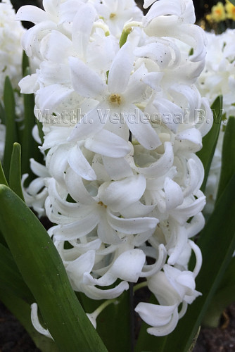 Hyacinthus Carnegie 