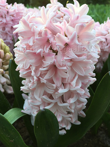 Hyacinthus Apricot Passion
