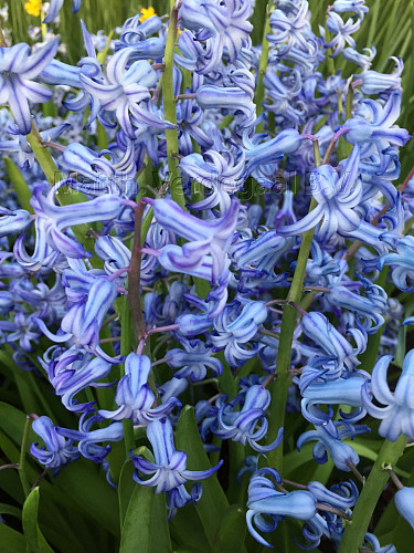 Hyacinthus Blue Festival