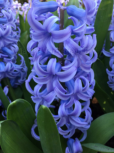 Hyacinthus Blue Giant
