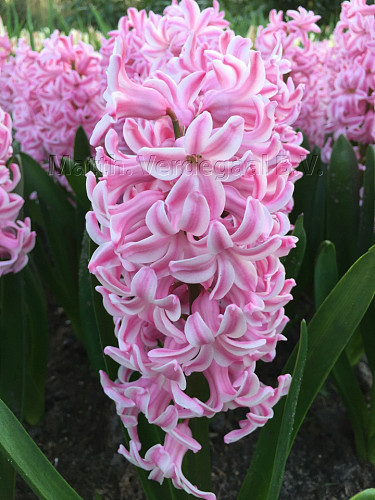 Hyacinthus Fondant