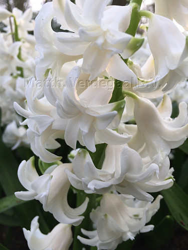 Hyacinthus Madame Sophie
