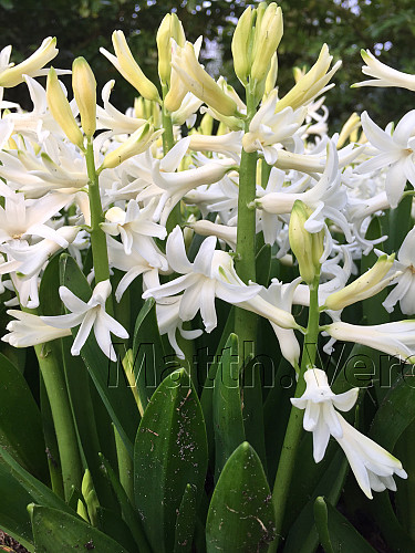 Hyacinthus Orientalis White (multiflora )