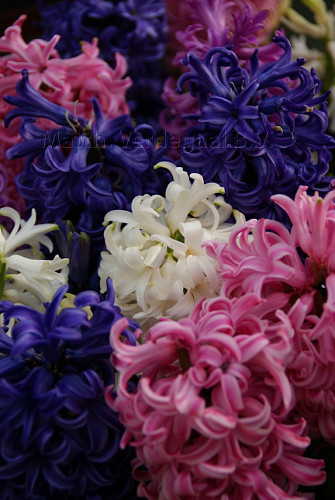 Hyacinthus Pearls Passion