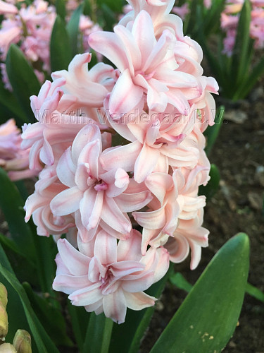 Hyacinthus Prince of Love
