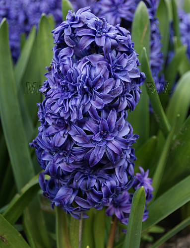 Hyacinthus Royal Navy