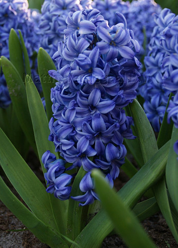 Hyacinthus Sky Jacket